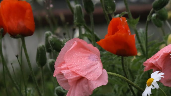 初夏の花　クレマチス・ポピー・芍薬2