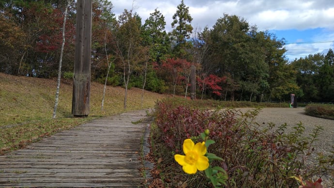 術後2日目、上野森林公園で秋を確かめる。
