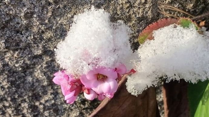 ヒマラヤユキノシタ と 初雪葛