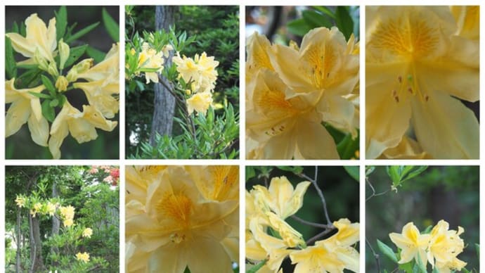 「黄蓮華躑躅の花が咲きました」 MY GARDEN 2022.05.26日撮影
