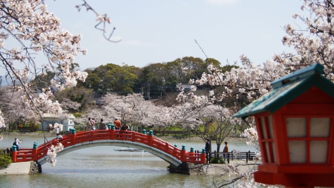 垣生公園の春は桜で埋まる太鼓橋と埴生神社と電車で満喫