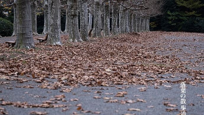 落葉の散歩道。