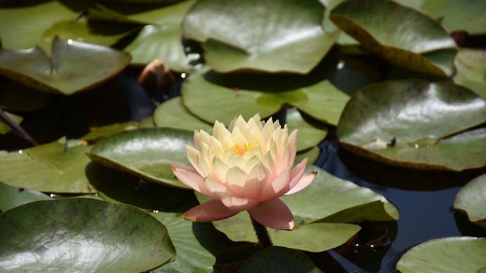 温帯スイレン狩り 神奈川県平塚市寺田縄 花菜ガーデン(8)尾根見の池スイレンも見頃です