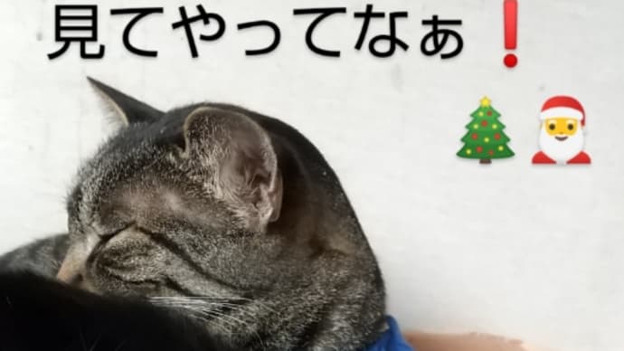 ワテ、クリスマス·ツリー🎄&リース 作ったわあ❗️ ②