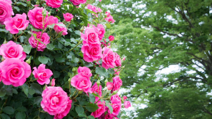 薔薇! その4 最終回