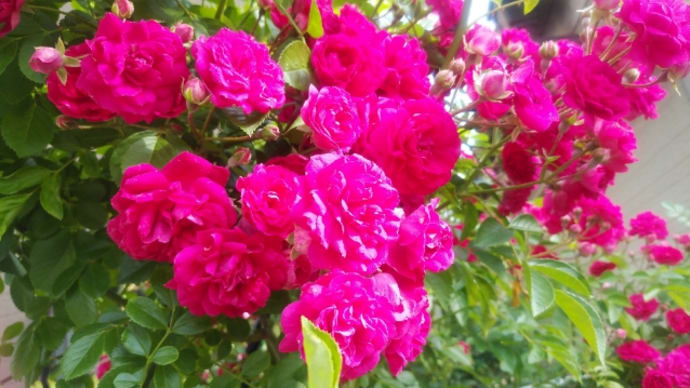 暮らしに花を 心に歌を