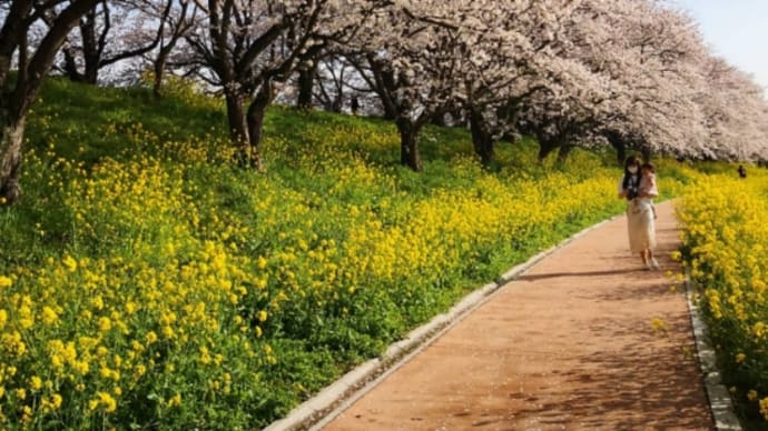 初めての吉見さくら堤公園 娘と孫と桜散歩