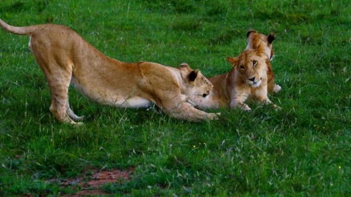 ライオンの兄弟／ケニア　（ライオンはこんなに優しい表情をする）