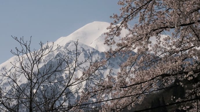 花の向こうの 越後駒ヶ岳 と 守門岳