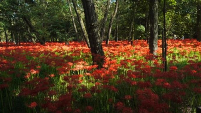 2024年10月 2日(水)の「巾着田曼殊沙華公園」(7)