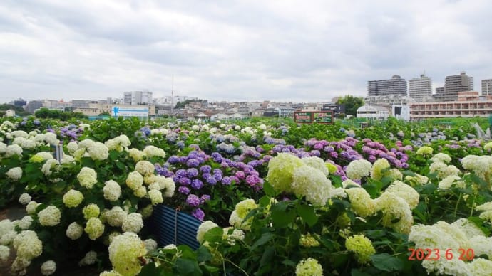 黒目川の紫陽花(23.6.20)