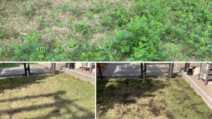 芝生にはびこる草の草むしり/目土/肥料散布作業