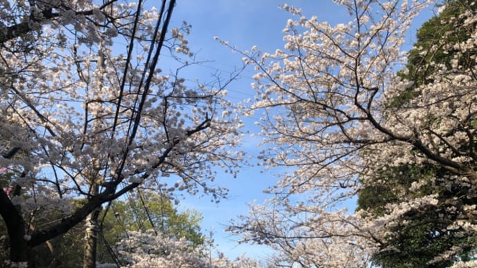 逗子の桜並木と葉山ドライブ。
