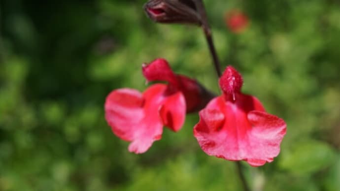 春~秋の花:サルビア・ミクロフィラ