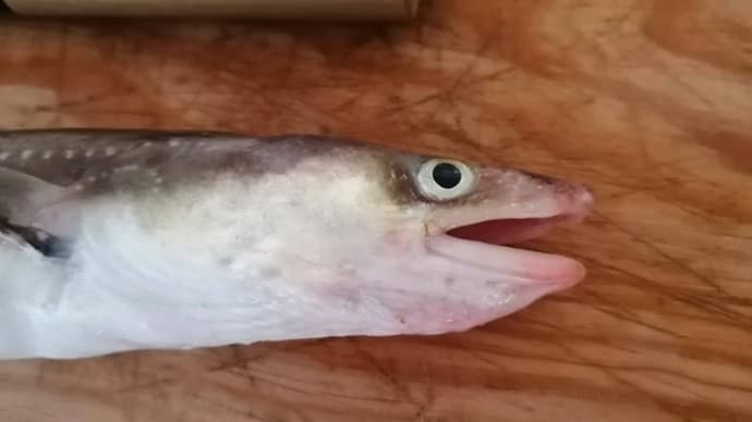 穴子の天ぷらとゴーヤ入りかき揚げ