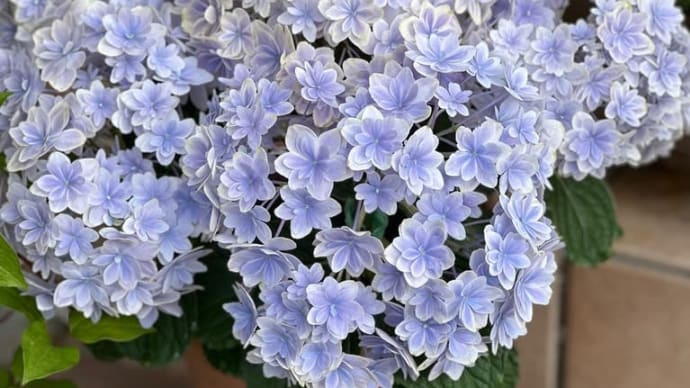 紫陽花万華鏡とヴィヴァーチェの植え替えしたらとんでもなかった