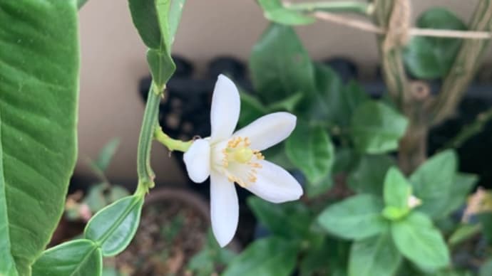 季節外れの花
