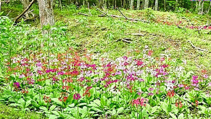 北海道厚岸町の厚岸郡界林道沿い湿地では今、クリンソウが花盛りです