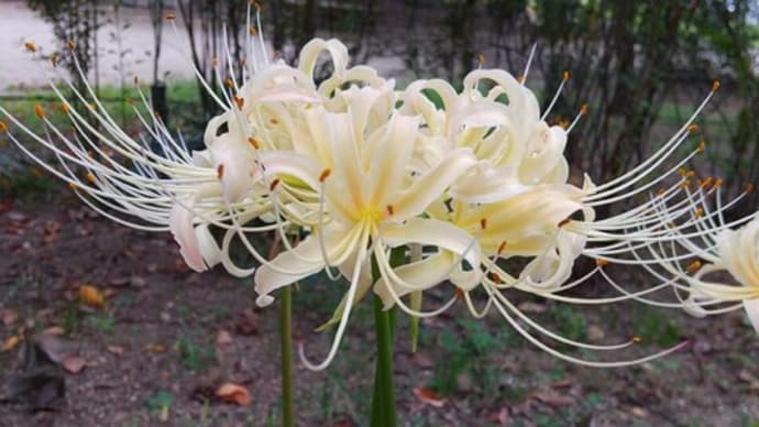 白花の彼岸花 白花曼殊沙華