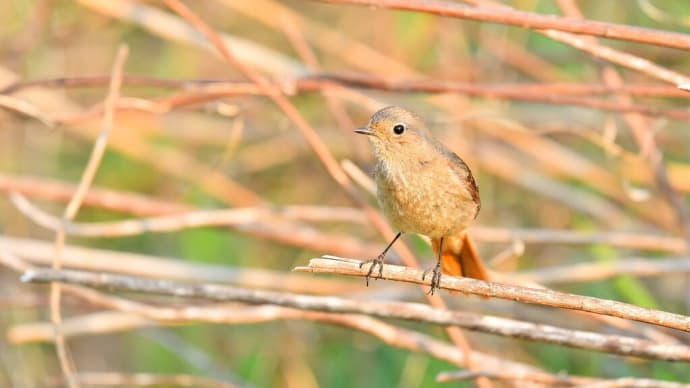 ショウビタキちゃん