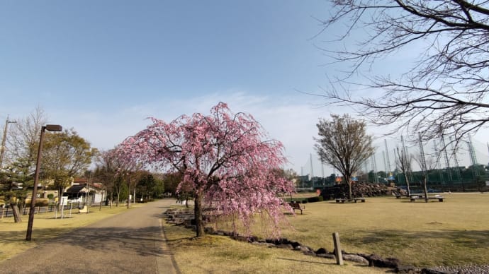 今日の桜