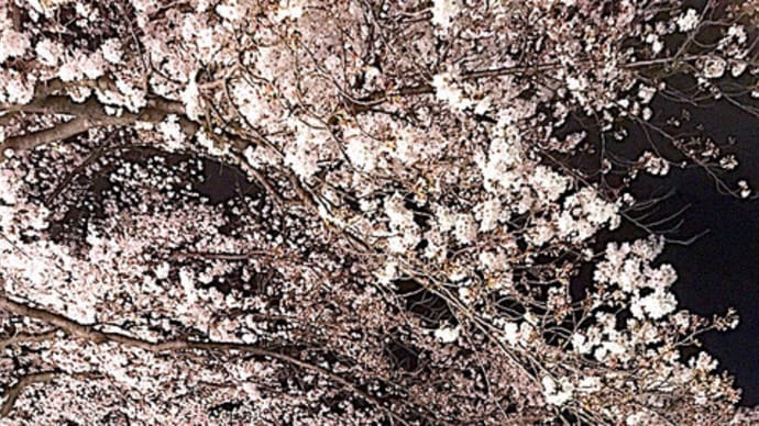 夜桜散策 2019