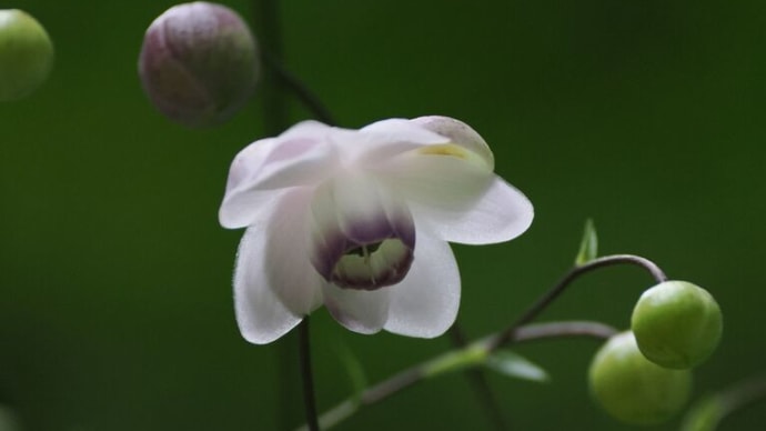 避暑を兼ねて六甲高山植物園へ(PartⅡ)