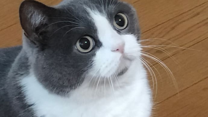 機種変更