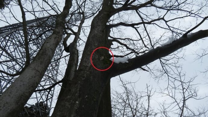 ハラビロカマキリ(卵のう)(富山市営農サポートセンター/富山市月岡町)