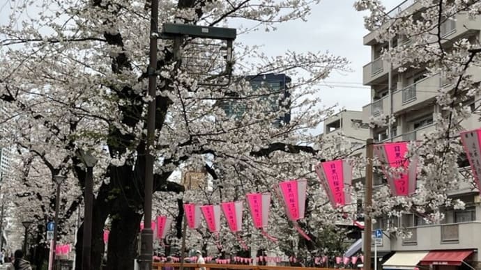 2025 目黒川 桜散策No4