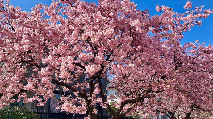 桃の節句の日曜日🌸