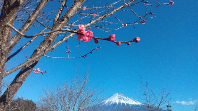咲き始め✨️