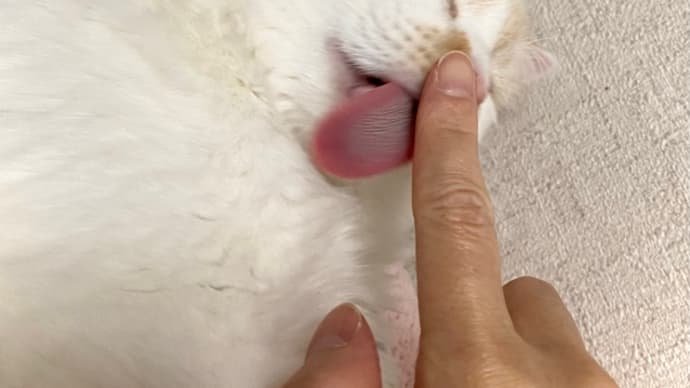 下手くそ可愛いヒメ。見上げてくれるトノ。 ピュアポテト ゆず胡椒。