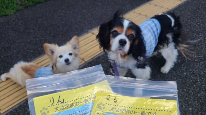 狂犬病予防集合注射へ行ってきました💉