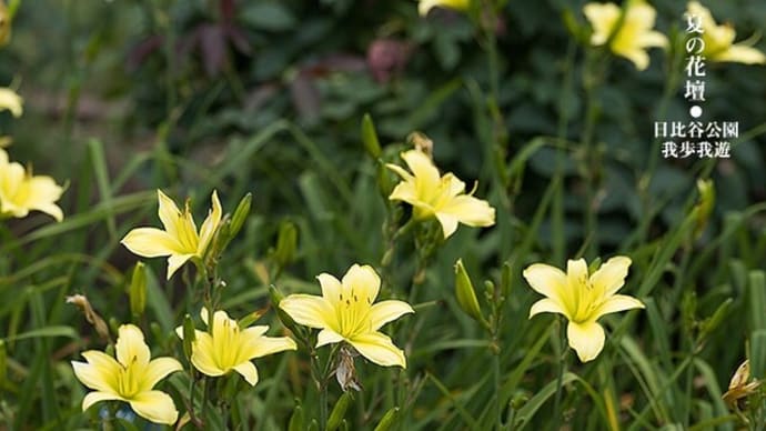 夏の花壇、秋の装い。