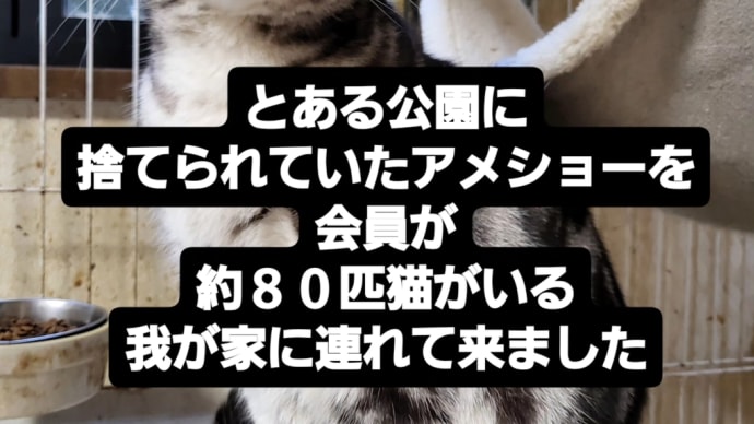 捨て猫からずっとのお家へ