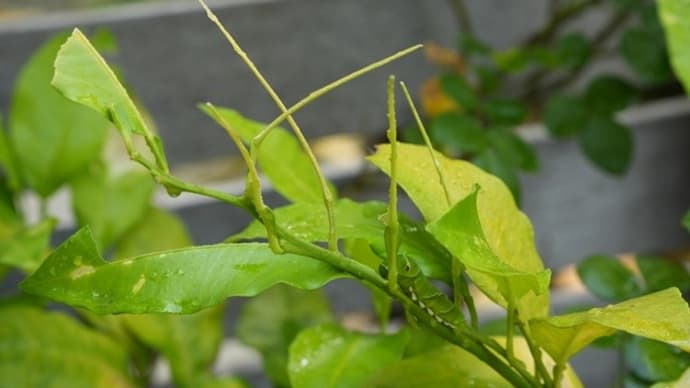 ベルガモットオレンジの木にアゲハの幼虫