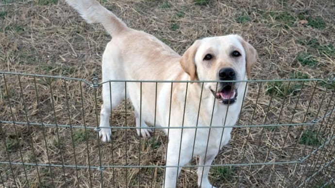 ☆☆☆成人の日 犬の健康と人の健康を考える...
