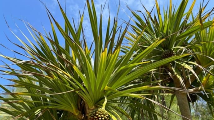 Pandanus.アダンの実。