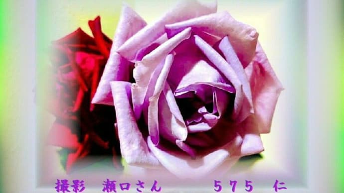 フォトあそび心575『 気がつけば心もらえし冬薔薇 』xxx0502