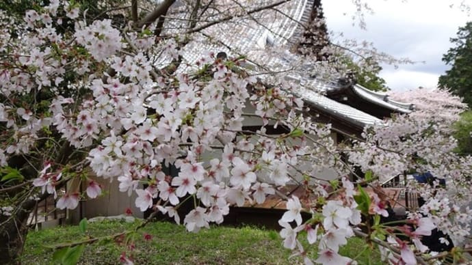 大浜公園のミツバツツジと桜