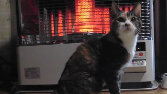 ハッピーは暖かく過ごしていたので長寿猫になれたのね