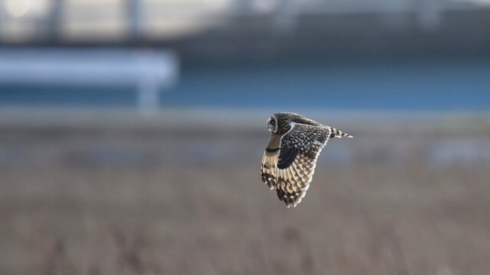 コミミズクが飛ぶ（2）