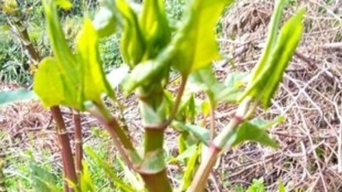 イタドリでも食ってみるか 2025.4