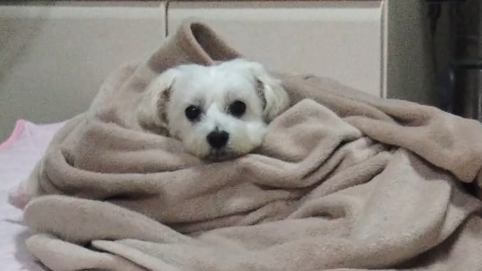 いいんだかどうなんだか…の事。