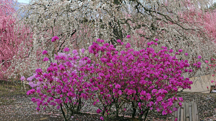 鈴鹿の森庭園 しだれ梅・ツツジと