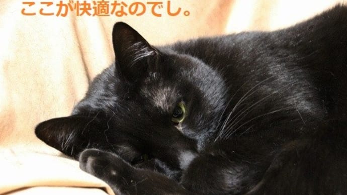 ニャンズはまったり♪