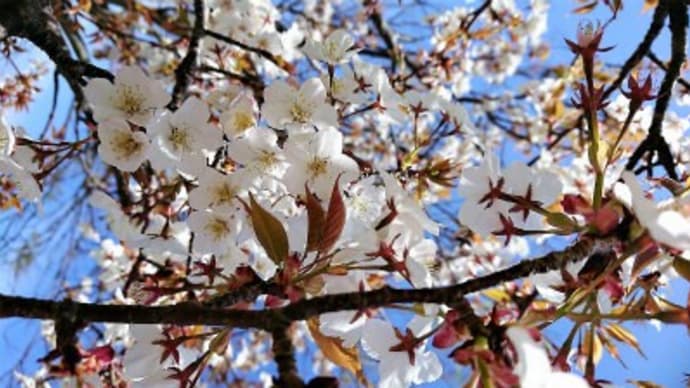 春まっさかりの体験ダイビング( *´艸`)