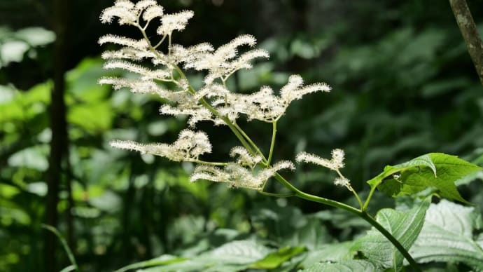 六甲高山植物園の花と昆虫(PartⅢ)