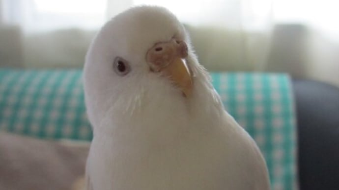 うちの子2年